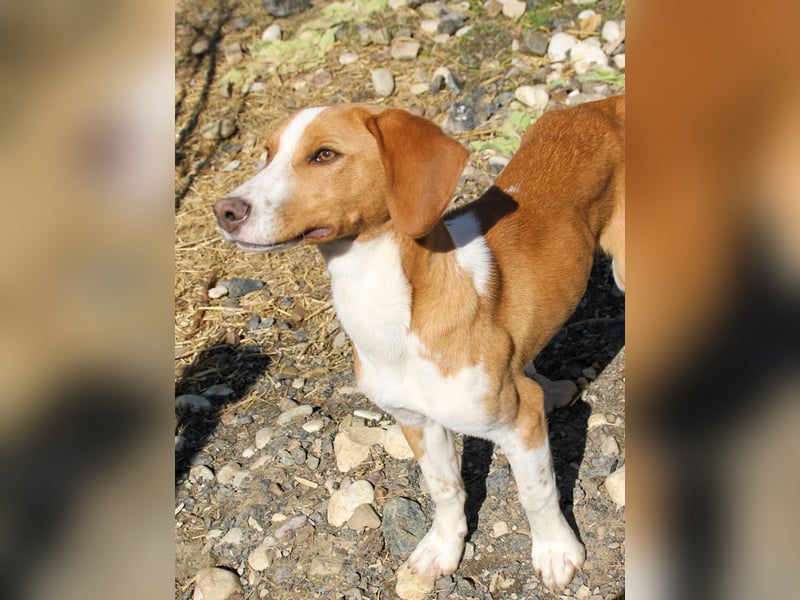 PONGO - lustig, lebensfroh, neugierig und menschenverrückt ;-) aber wo sind seine eigenen Menschen ?