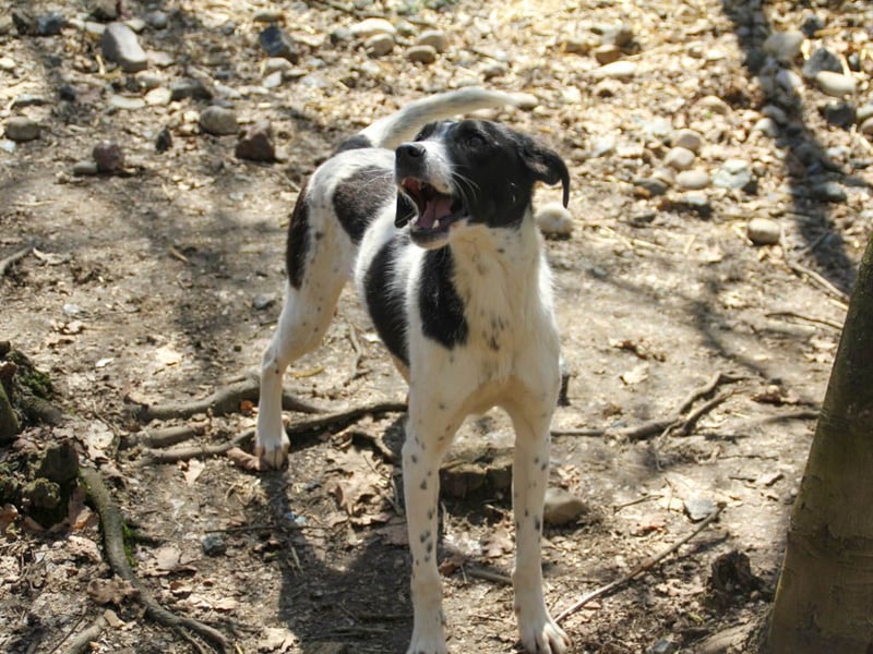 Halli-Hallo, ich bin der zuckersüße ILIAS und suche ein liebevolles Zuhause