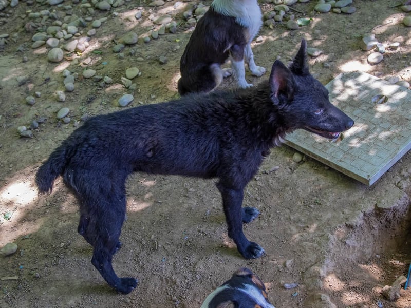 Niedliche BILLIE könnte dein Herzenshund werden