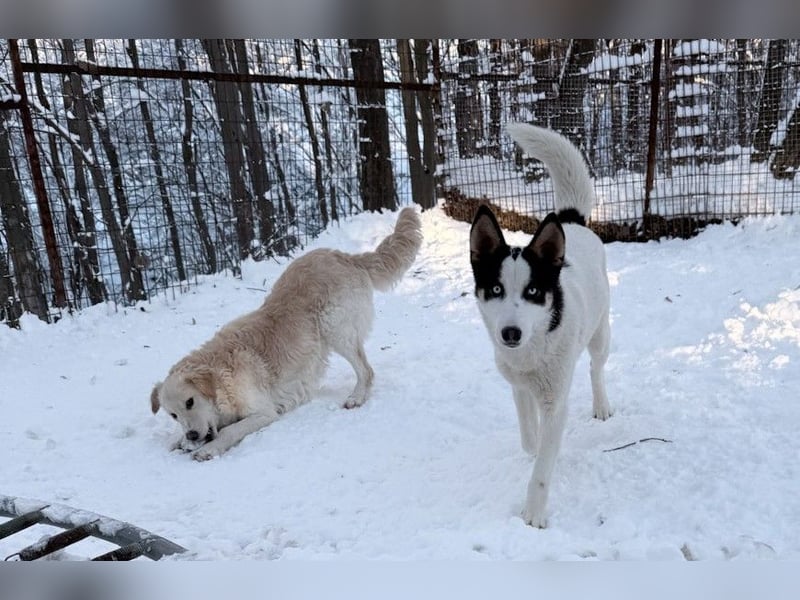 Hoppla - liebenswerter MAXIM möchte on tour gehen