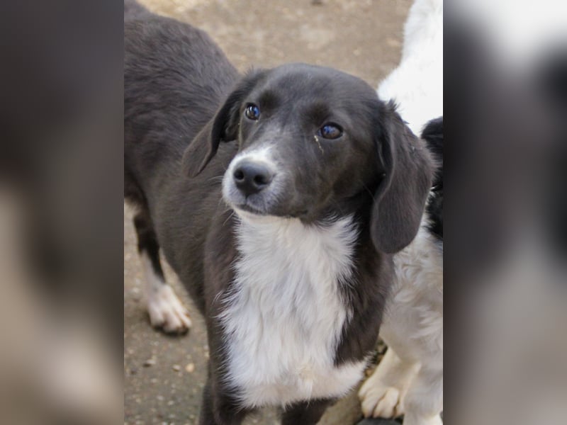 Aufgepasst - hier ist die charmante Traumhündin FLAVIA
