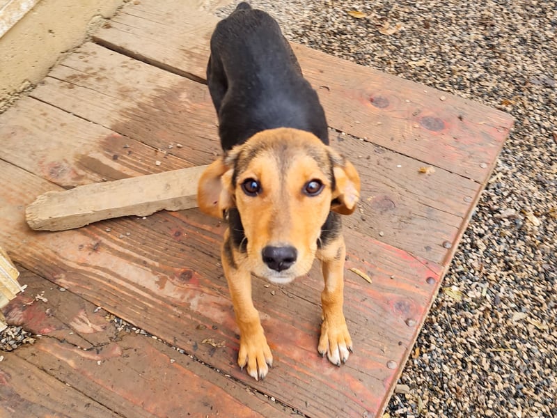 Sanfte und verschmuste FUTURE sucht ihr Kuschelkörbchen für Immer