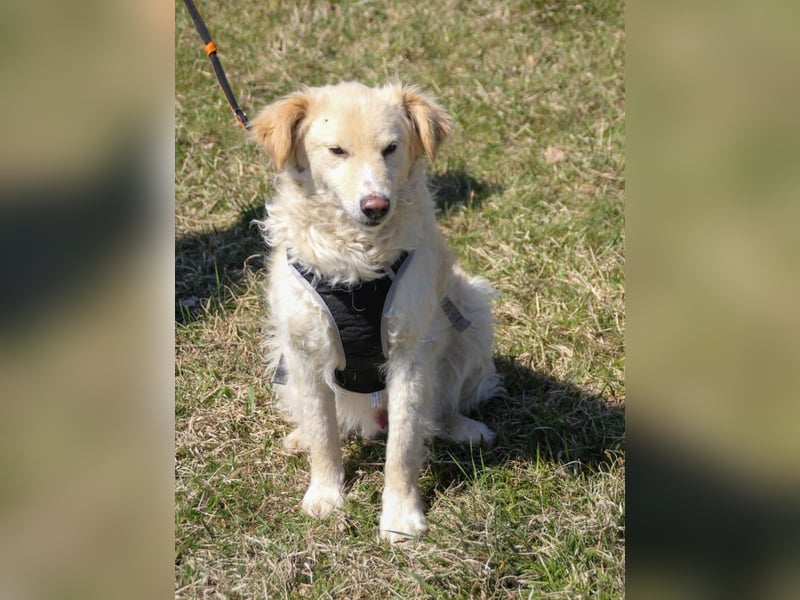 Bezaubernder MAXIM wäre gerne ein geliebtes Familienmitglied