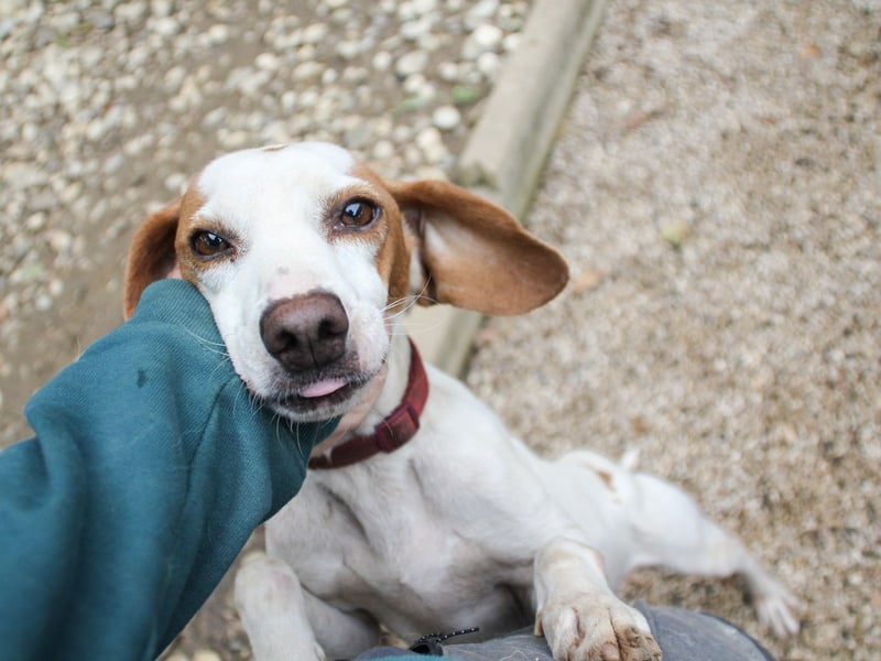 Bäuchleinkrauler für zuckersüßen FICO gesucht !