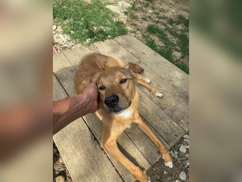 SVEN erfahrener friedlicher Hunderentner - sucht erfahrene Herzensmenschen