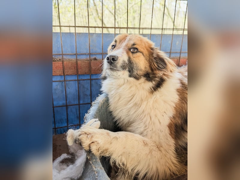 wunderhübscher WILHELM braucht DICH zum "Weiterwachsen"