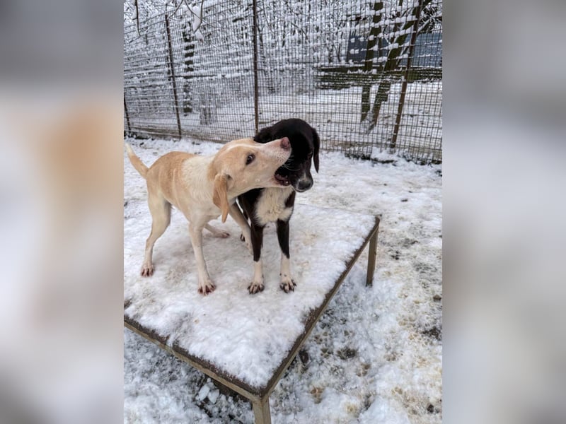 Bezaubernde MAGDALENA wäre gerne ein geliebtes Familienmitglied
