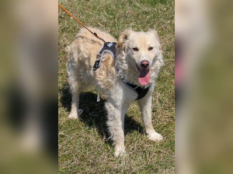 Bezaubernder MAXIM wäre gerne ein geliebtes Familienmitglied