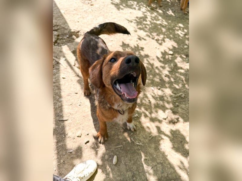 Zauberhafter DARIO - Herzenshund, Knutschkugel und Zuckerbub Zauberhafter DARIO - Herzenshund, Knutschkugel und Zuckerbub