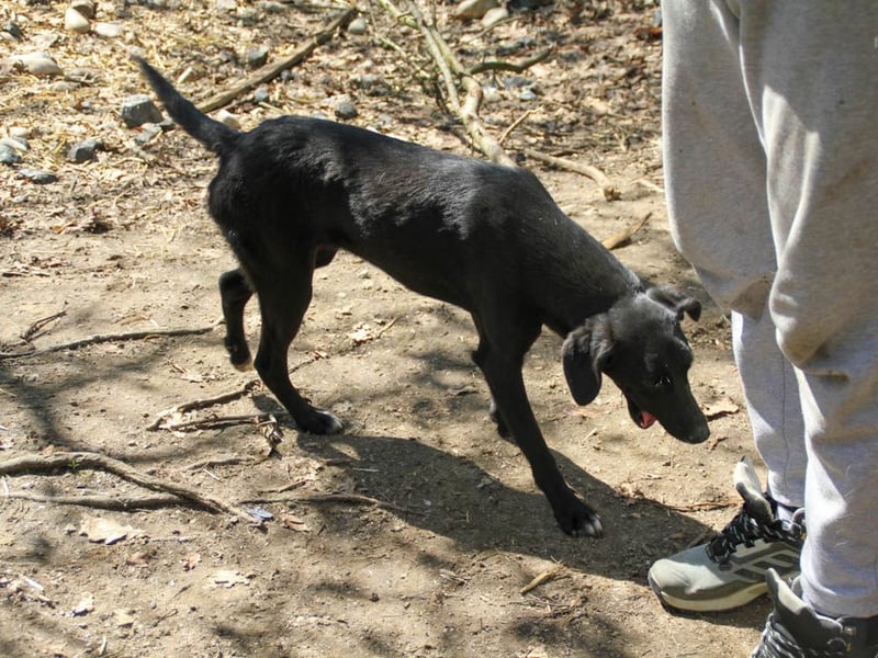 Black Beauty - bezaubernde Hundelady IRMA hofft auf ein liebevolles Zuhause
