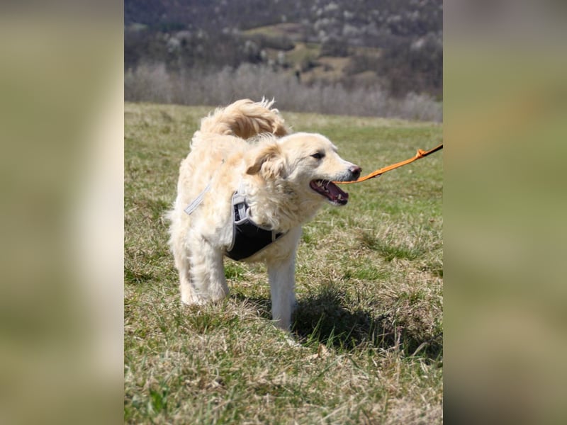 Hundeprinz MAXIM ist auf der Suche nach seinem eigenen Reich