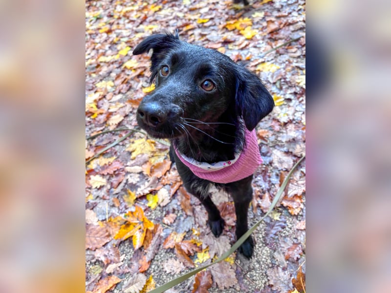 Lebensfrohe DAYA wartet in Erlangen auf DICH