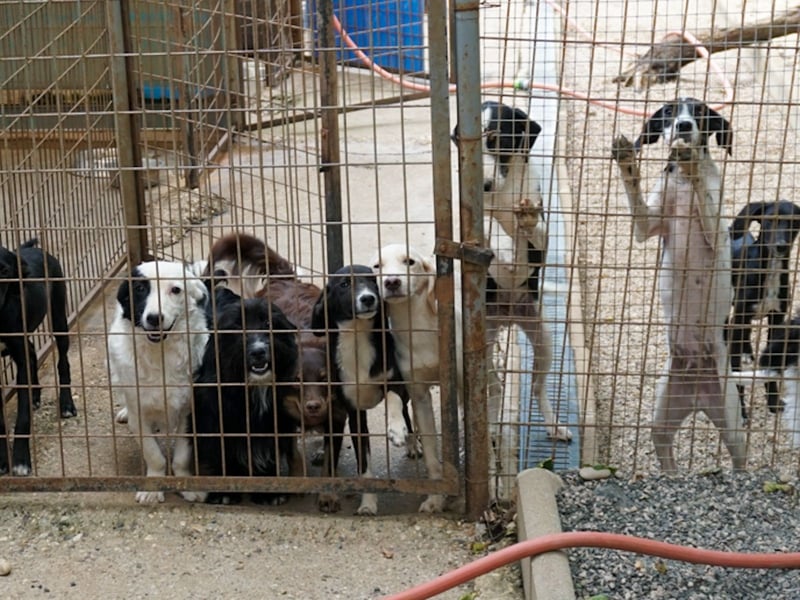 TIAGO - will Dich verzaubern TIAGO - will Dich verzaubern