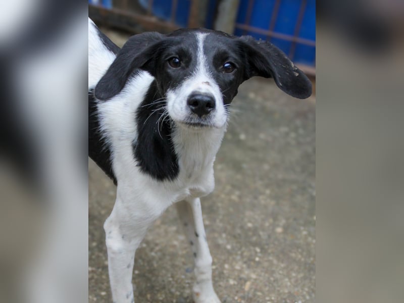 ILIAS ist ein lustiger und charmanter Hundebub