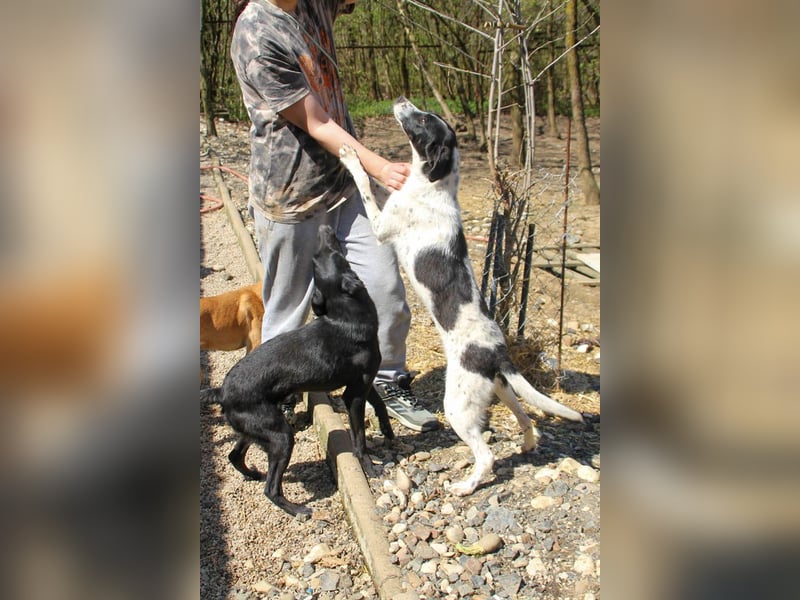 Halli-Hallo, ich bin der zuckersüße ILIAS und suche ein liebevolles Zuhause