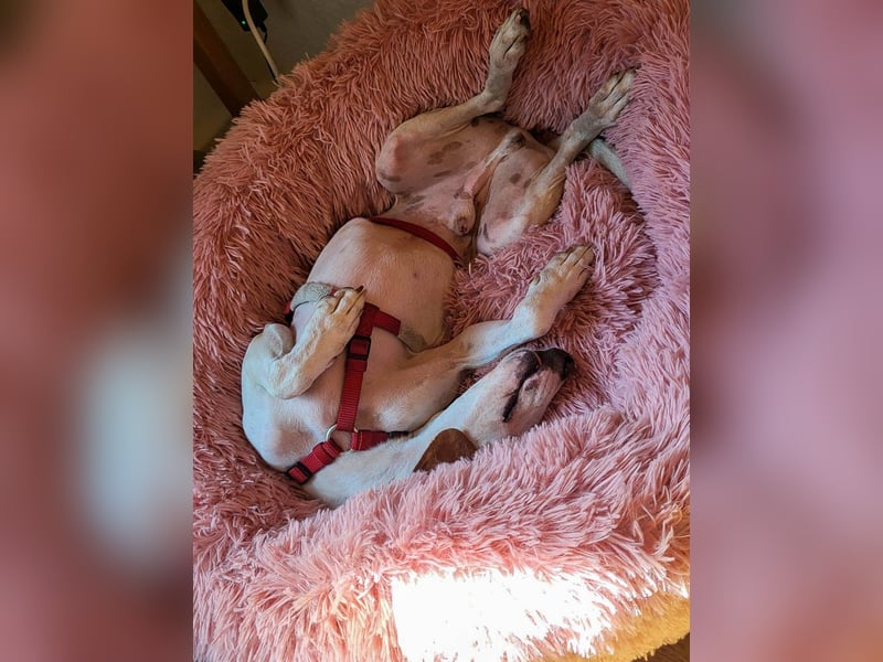 Schmusehund FICO möchte auf seiner PS in Erlangen von dir besucht werden! Komm vorbei!
