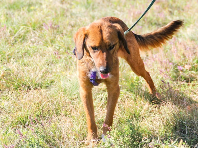 Zauberhafter DARIO - Herzenshund, Knutschkugel und Zuckerbub