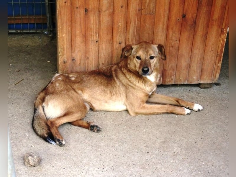 SVEN erfahrener friedlicher Hunderentner - sucht erfahrene Herzensmenschen