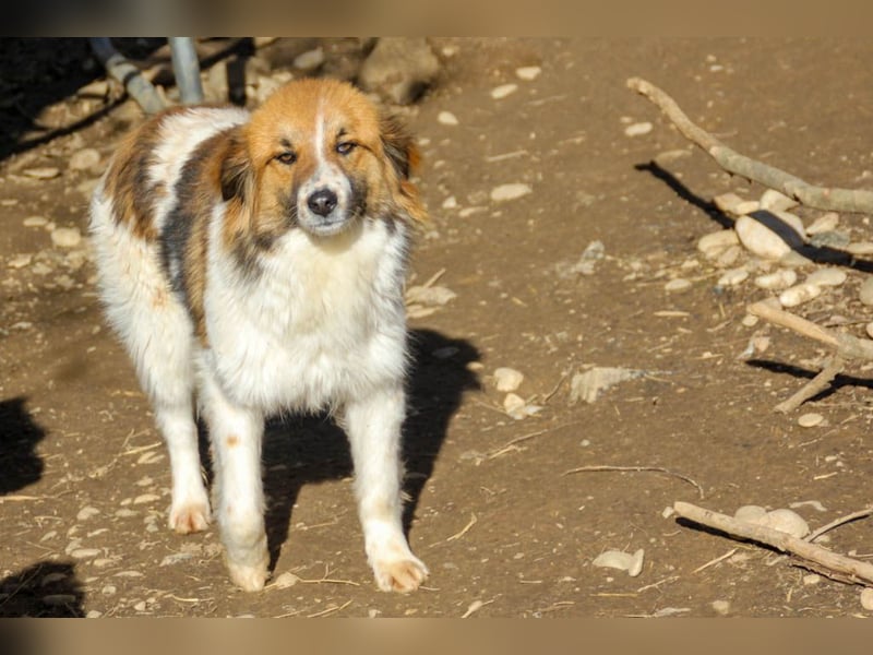 WILHELM wunderhübsch und schlau !