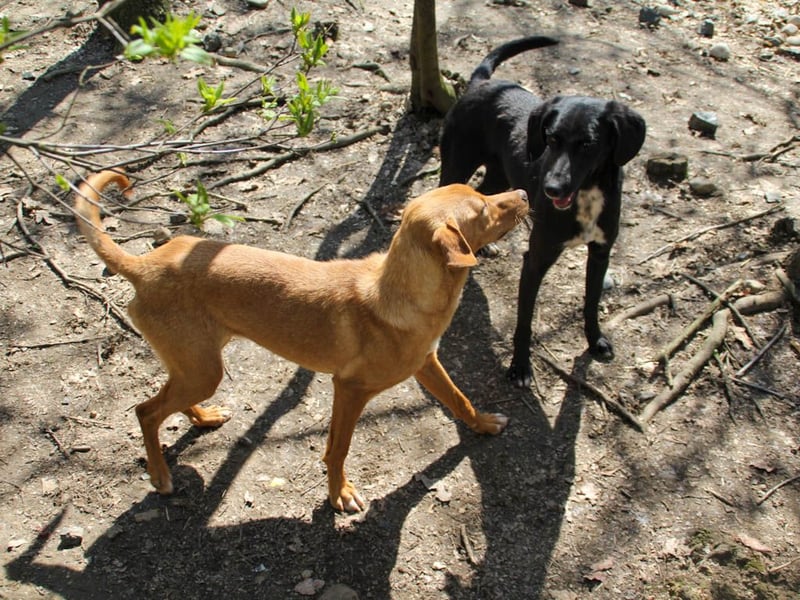 Hübsche MIRA will endlich raus aus dem Tierheim