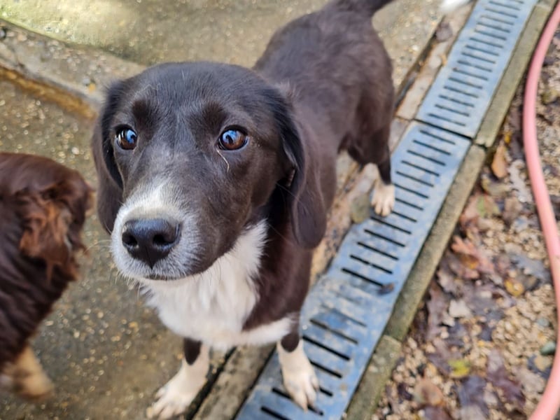 Aufgepasst - hier ist die charmante Traumhündin FLAVIA