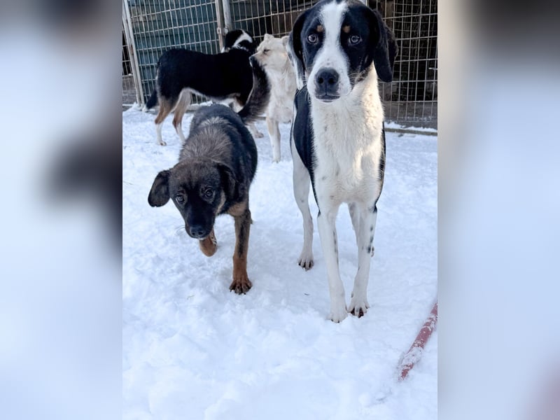 Lebensfroher AURELIO bezaubert durch seine fröhliche und liebe Art