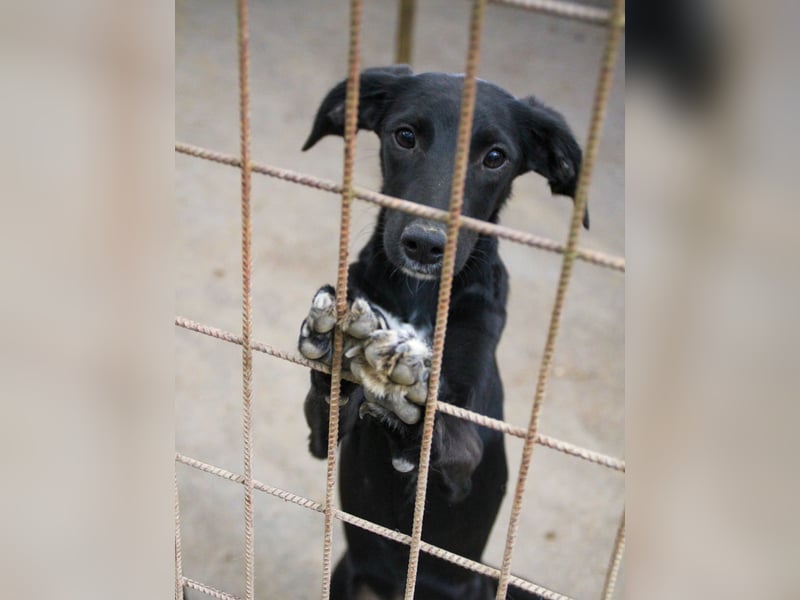 ISIDORA sucht Kuschelpartner fürs Leben