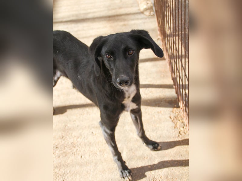 Sanfte und charmante IRMA sucht liebevolles Zuhause