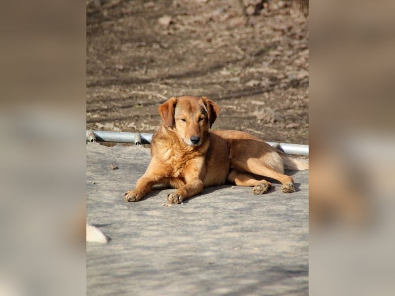 OSCAR steckt voller Lebensmut und such seine Herzensmenschen