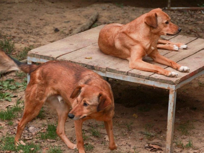 OPI OSCAR - bist du sein Herzensmensch ?