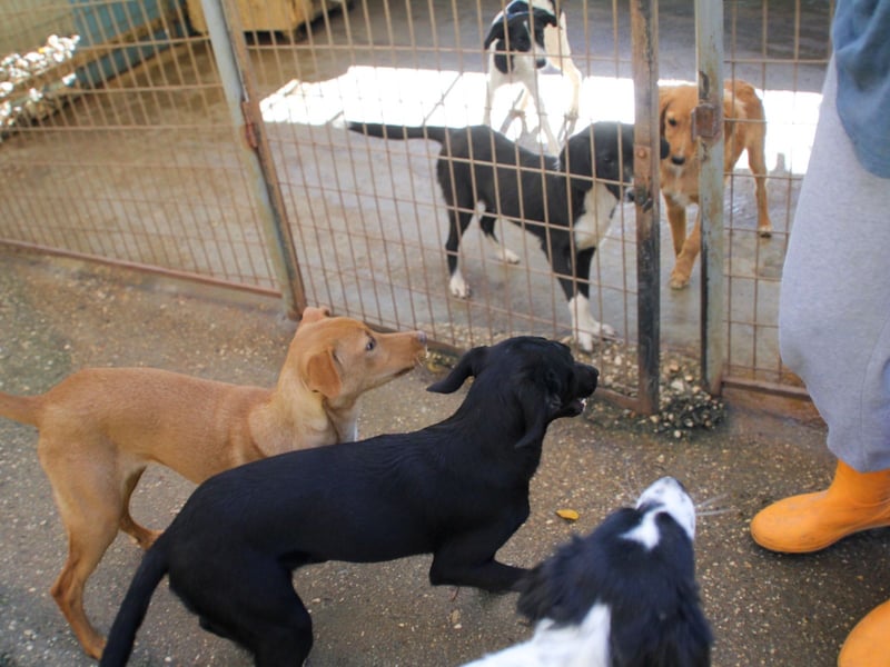 Bäuchleinkrauler gesucht für zuckersüße IRMA gesucht !