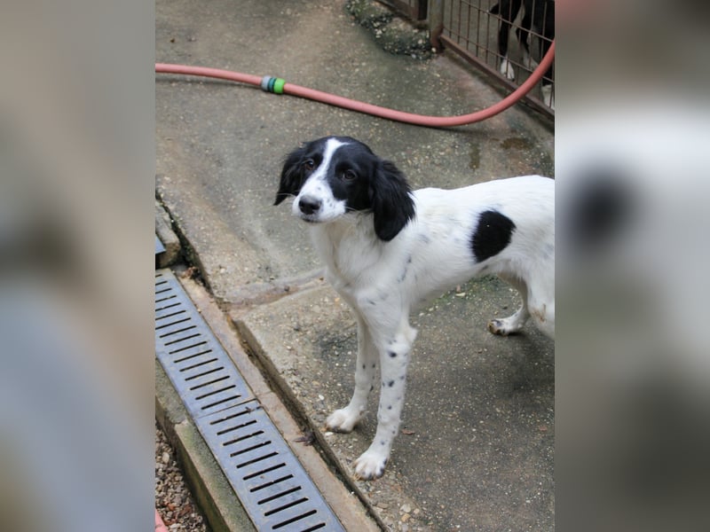 Sanfte und verschmuste IRNEA sucht ihr Kuschelkörbchen für Immer