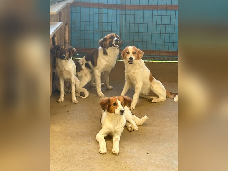 WILHELM wunderhübsch und schlau !