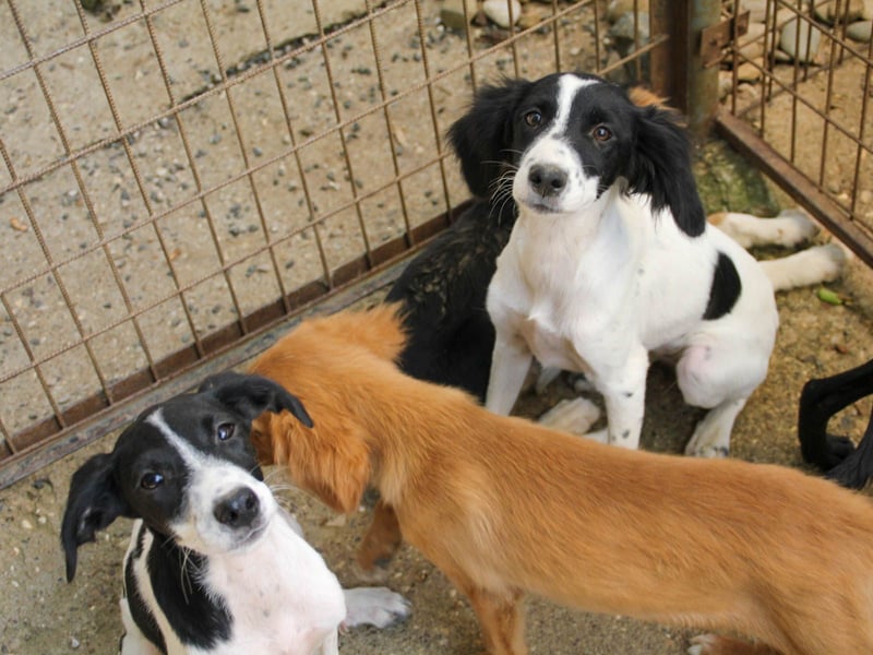 Sanfte und verschmuste IRNEA sucht ihr Kuschelkörbchen für Immer