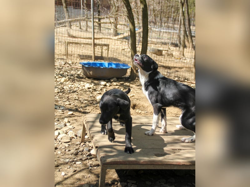 Zuckersüße ENI ist eine schlaue hübsche Hundelady