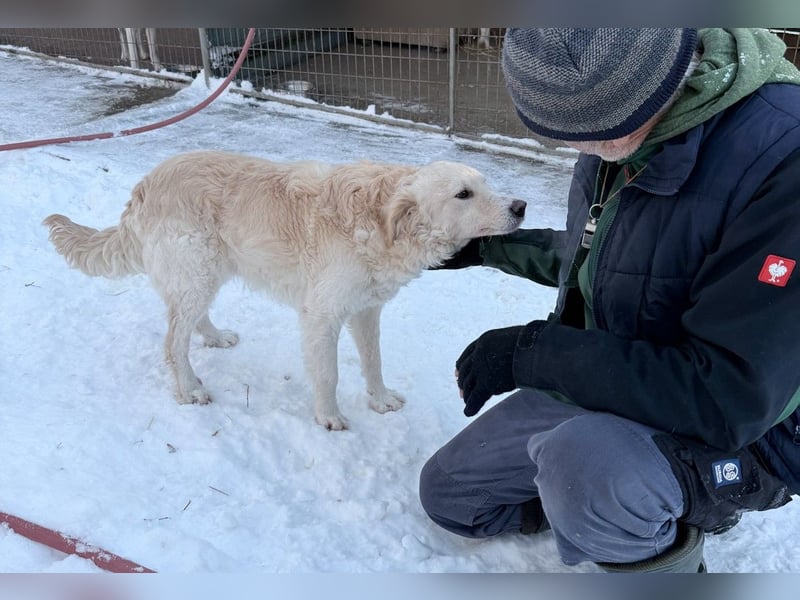 Bezaubernder MAXIM wäre gerne ein geliebtes Familienmitglied