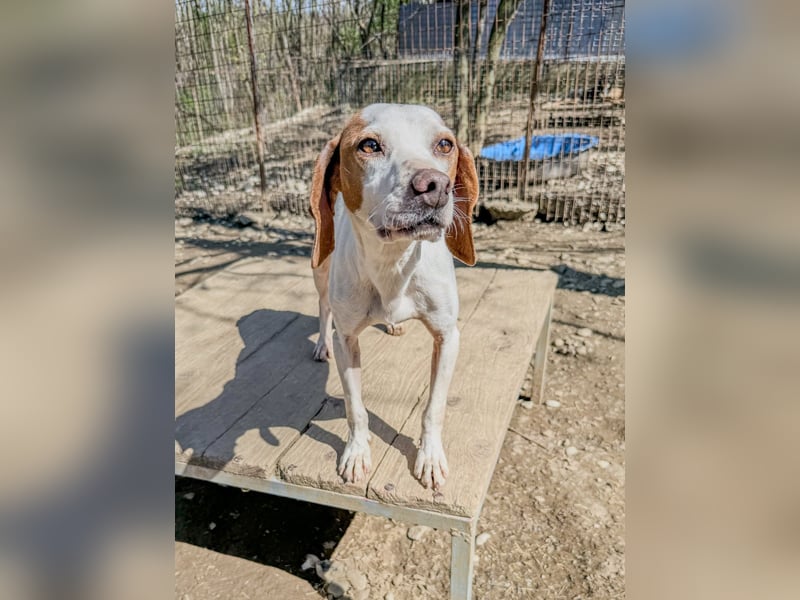 Hoppla - liebenswerter FICO möchte on tour gehen