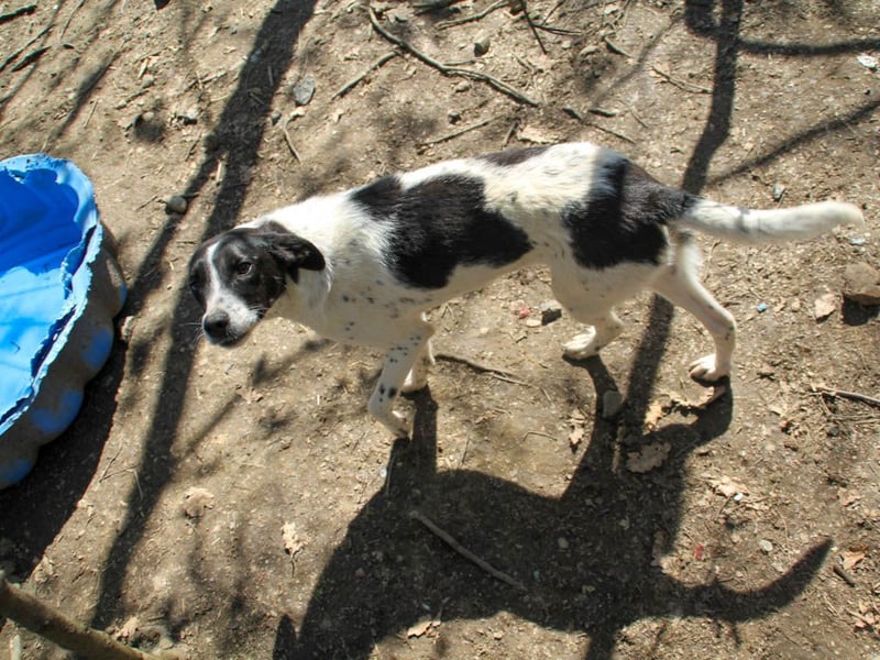 Halli-Hallo, ich bin der zuckersüße ILIAS und suche ein liebevolles Zuhause