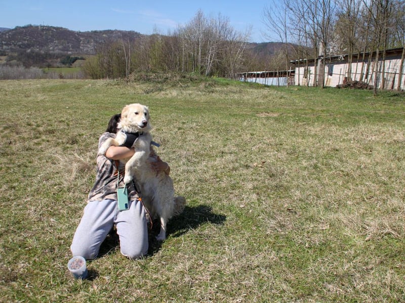 Bezaubernder MAXIM wäre gerne ein geliebtes Familienmitglied