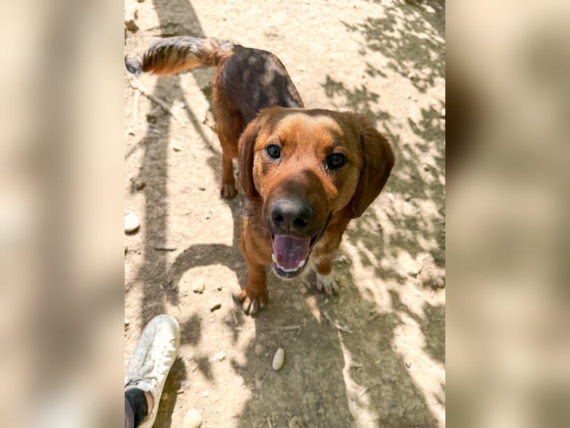 Zauberhafter DARIO - Herzenshund, Knutschkugel und Zuckerbub Zauberhafter DARIO - Herzenshund, Knutschkugel und Zuckerbub
