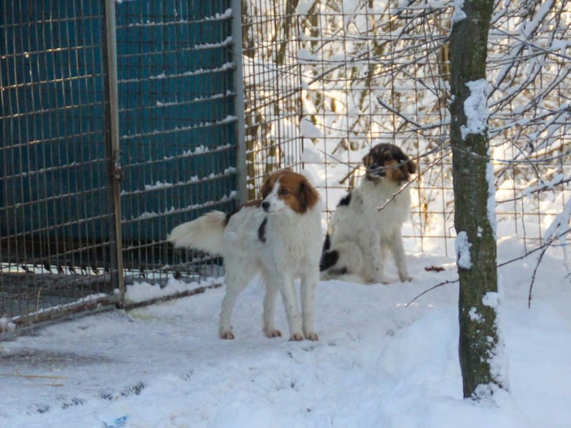Halli-Hallo, ich FRIEDRICH, suche ein liebevolles Zuhause