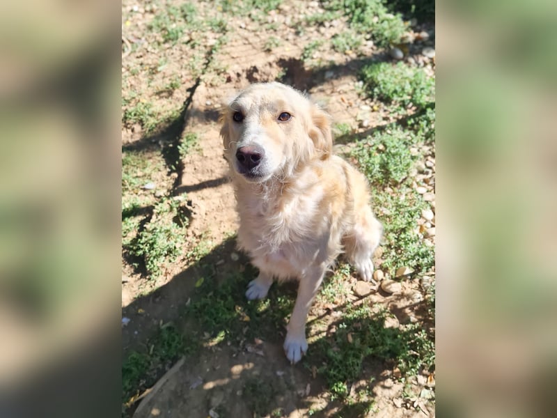 Hoppla - liebenswerter MAXIM möchte on tour gehen