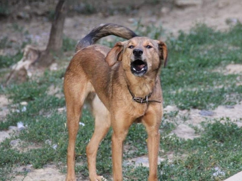 OSCAR steckt voller Lebensmut und such seine Herzensmenschen