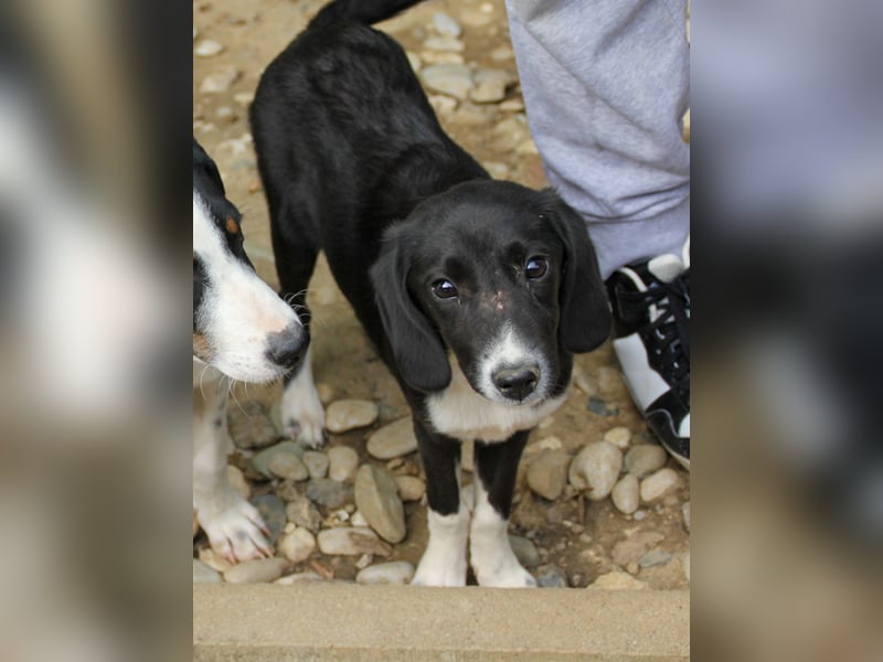 FLAVIA - wer bringt ihre Augen zum strahlen?