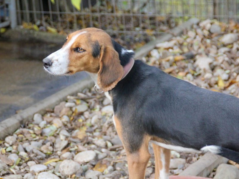 wunderschöne OFELIA, jung, schlau, friedlich