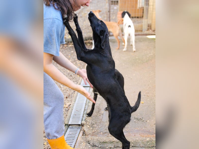 Bäuchleinkrauler gesucht für zuckersüße IRMA gesucht !