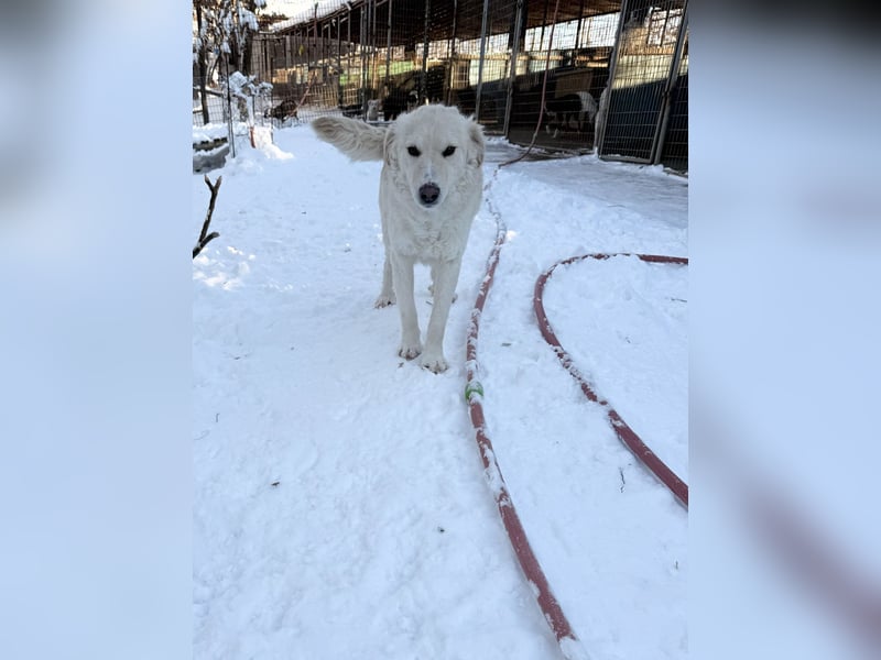 Hoppla - liebenswerter MAXIM möchte on tour gehen
