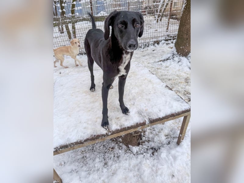 Kuscheln und Spielen im eigenen Zuhause, davon träumt die liebe IRMA