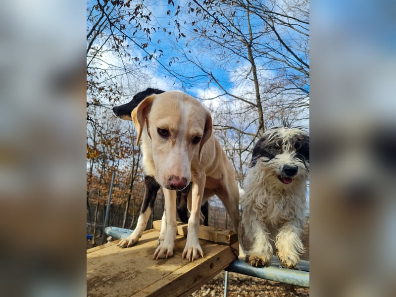 Bezaubernde MAGDALENA wäre gerne ein geliebtes Familienmitglied