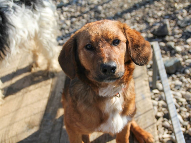Zauberhafter DARIO - Herzenshund, Knutschkugel und Zuckerbub Zauberhafter DARIO - Herzenshund, Knutschkugel und Zuckerbub